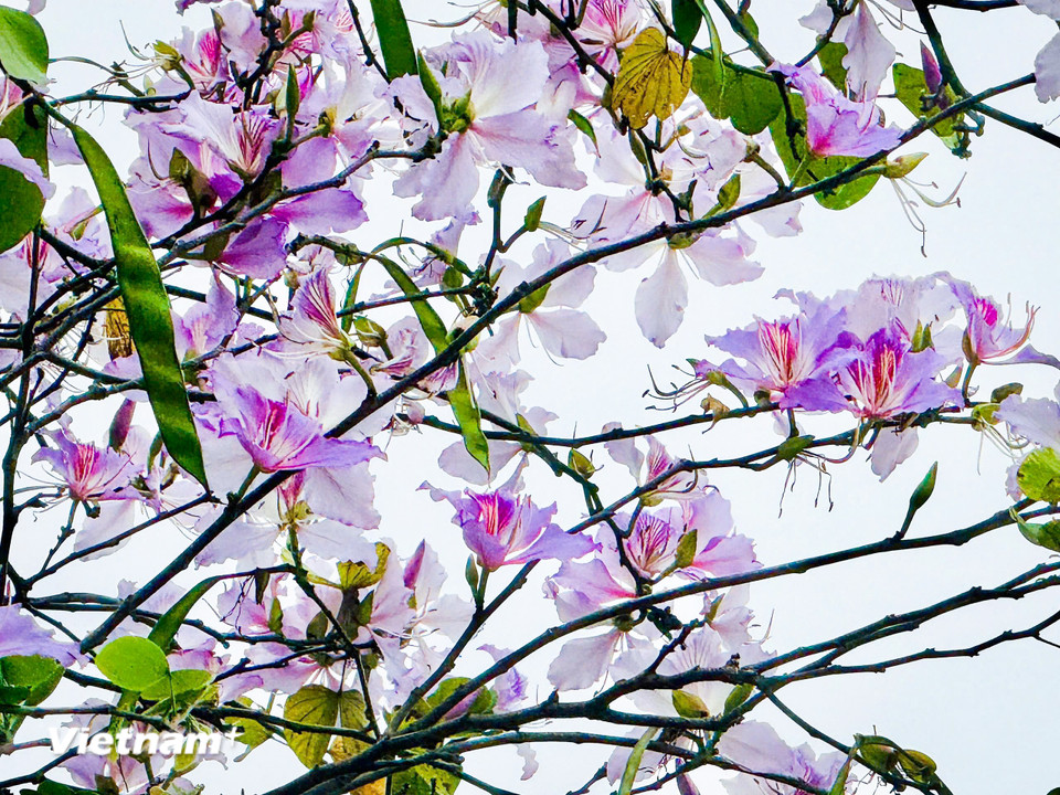 Hoa ban có nhiều loại nhưng được trồng phổ biến ở Hà Nội là những giống cây hoa tím pha trắng. (Ảnh: Trần Hương Sơn/Vietnam+)