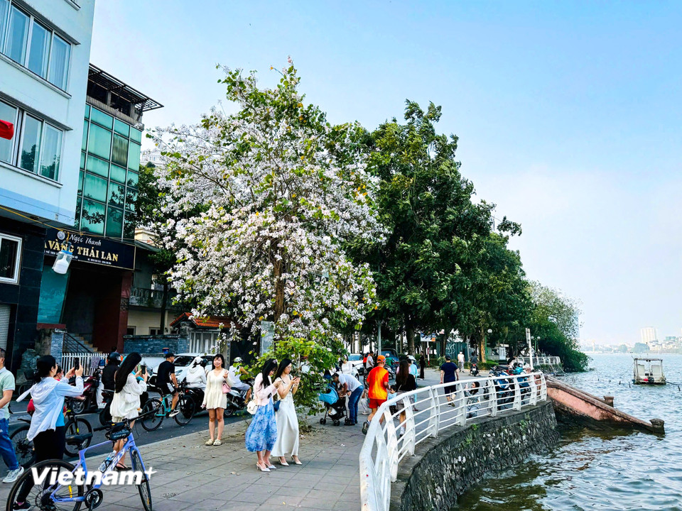 Hoa ban vốn là loài hoa đặc trưng của núi rừng Tây Bắc. Tuy nhiên, cây như bén duyên với Hà Nội, cứ thế bung nở trở thành điểm nhấn đặc biệt của Thủ đô mỗi độ Xuân về. (Ảnh: Trần Hương Sơn/Vietnam+)