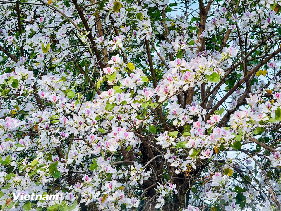 Hoa ban khoe sắc bên những bông hoa hé nở rực rỡ. (Ảnh: Trần Hương Sơn/Vietnam+)