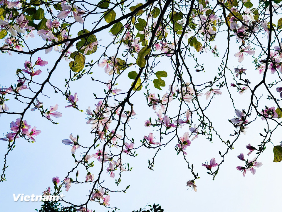 Hàng năm, hoa ban nở rộ vào dịp sau Tết Nguyên đán, khoảng giữa tháng 2 và tháng 3, nhất là năm nào thời tiết ấm. (Ảnh: Trần Hương Sơn/Vietnam+)