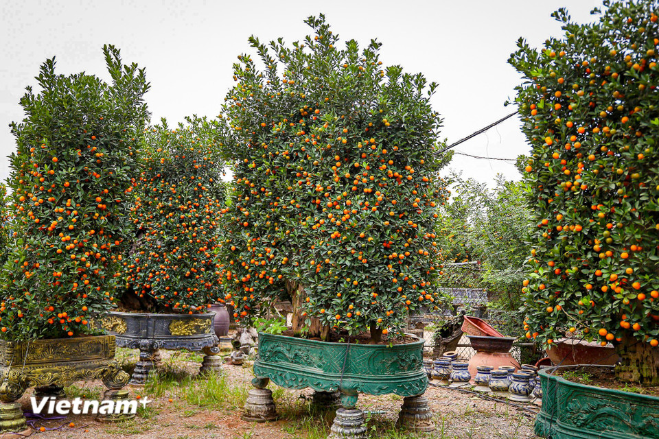 Dù kén khách, nhưng theo người trồng quất Tứ Liên, dòng sản phẩm này đang góp phần nâng tầm giá trị cây quất cảnh; mở ra hướng đi mới, gia tăng thu nhập cho nhà vườn mỗi dịp Tết đến, xuân về. (Ảnh: Hoài Nam/Vietnam+)