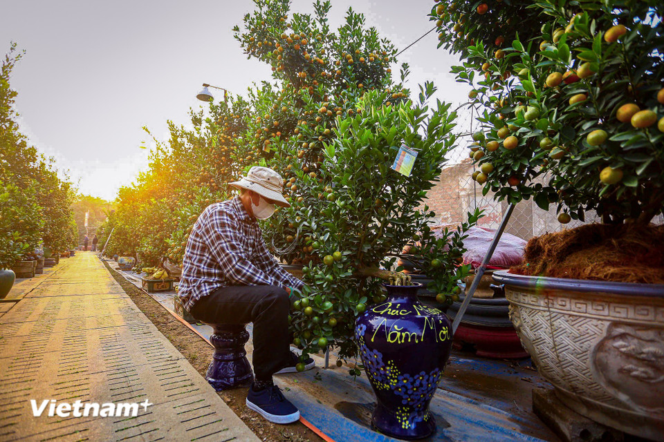 Bên cạnh những chậu quất truyền thống quen thuộc, vài năm trở lại đây, quất gỗ lũa được coi là dòng sản phẩm “độc, lạ, ” thu hút sự chú ý của giới chơi cây cảnh với hình dáng ấn tượng, ý nghĩa phong thủy sâu sắc và mức giá không hề thấp. (Ảnh: Hoài Nam/Vietnam+)