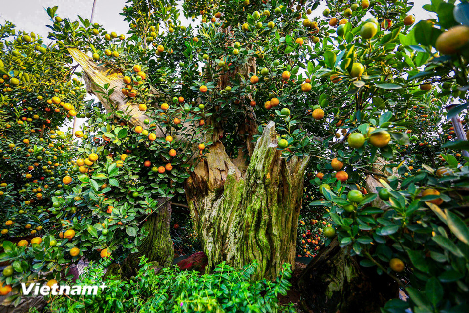 Ý nghĩa của quất gỗ lũa nằm ở sự trường tồn của thời gian thấm vào từng thớ gỗ, kết hợp với sức sống, sự sinh sôi nảy nở của cây quất, biểu trưng cho may mắn, sung túc và bền vững. (Ảnh: Hoài Nam/Vietnam+)
