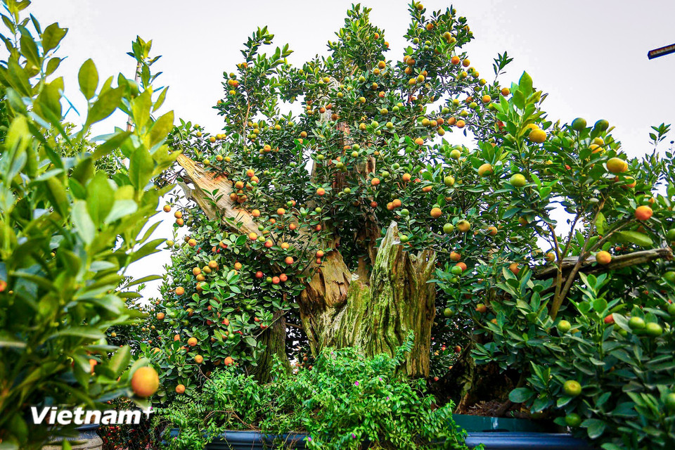 Theo các chủ vườn quất tại Tứ Liên, quất gỗ lũa là sự kết hợp công phu giữa cây quất cảnh và phần gốc, thân gỗ lũa tự nhiên được tuyển chọn kỹ lưỡng. (Ảnh: Hoài Nam/Vietnam+)