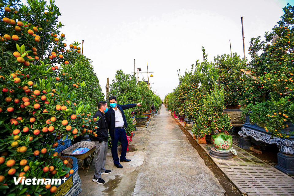 Những cây có thế đẹp, gỗ lớn, quả đều thường được chào bán với mức giá khoảng 50-60 triệu đồng, thậm chí cao hơn với những tác phẩm đặc biệt. (Ảnh: Hoài Nam/Vietnam+)