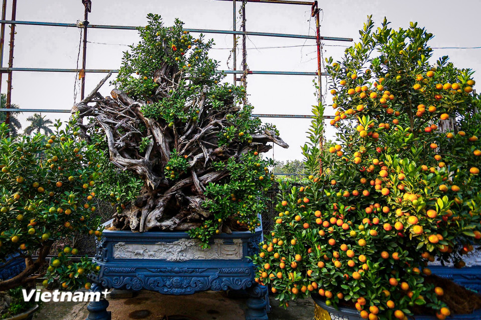 Những khối gỗ mang dáng vẻ xù xì, mộc mạc, uốn lượn theo các thế long-phụng, thác đổ, trực-hoành, toát lên vẻ cổ kính, được khéo léo ghép cùng thân quất khỏe mạnh, quả sai tròn đều vàng óng ả, lá xanh bóng. (Ảnh: Hoài Nam/Vietnam+)