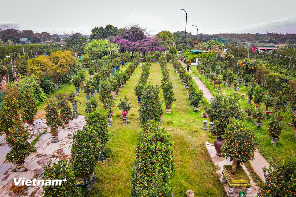 Mặc dù hơn 1 tháng nữa mới đến Tết Nguyên đán Bính Ngọ, song làng quất Tứ Liên (phường Hồng Hà, Hà Nội) đã nhộn nhịp với nhiều khách thập phương đến tham quan, mua sắm. (Ảnh: Hoài Nam/Vietnam+)