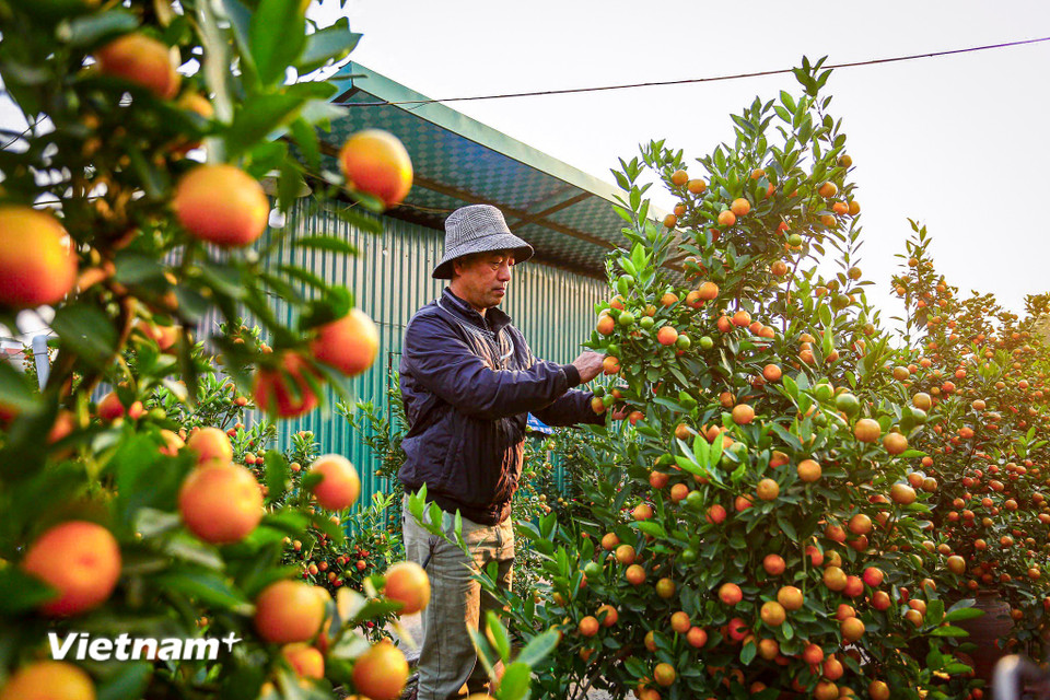 Công đoạn ghép quất lên gỗ đòi hỏi kỹ thuật cao, đảm bảo cây sinh trưởng ổn định, lộc trổ đều trên ngọn, quả chín vàng đúng dịp Tết. (Ảnh: Hoài Nam/Vietnam+)