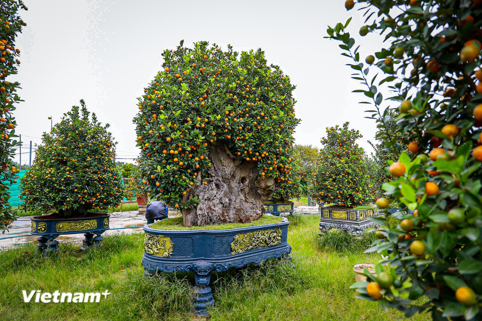 Sự tương phản giữa nét già nua, khô cứng của gỗ lũa và sức sống căng tràn của cây quất tạo nên tổng thể hài hòa, giàu tính nghệ thuật. (Ảnh: Hoài Nam/Vietnam+)