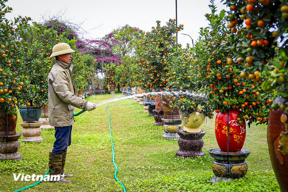 Cũng theo các nghệ nhân trồng quất, chính sự kỳ công về thời gian, kỹ thuật và tính độc bản của từng tác phẩm là lý do khiến giá quất gỗ lũa cao hơn nhiều so với quất truyền thống. (Ảnh: Hoài Nam/Vietnam+)