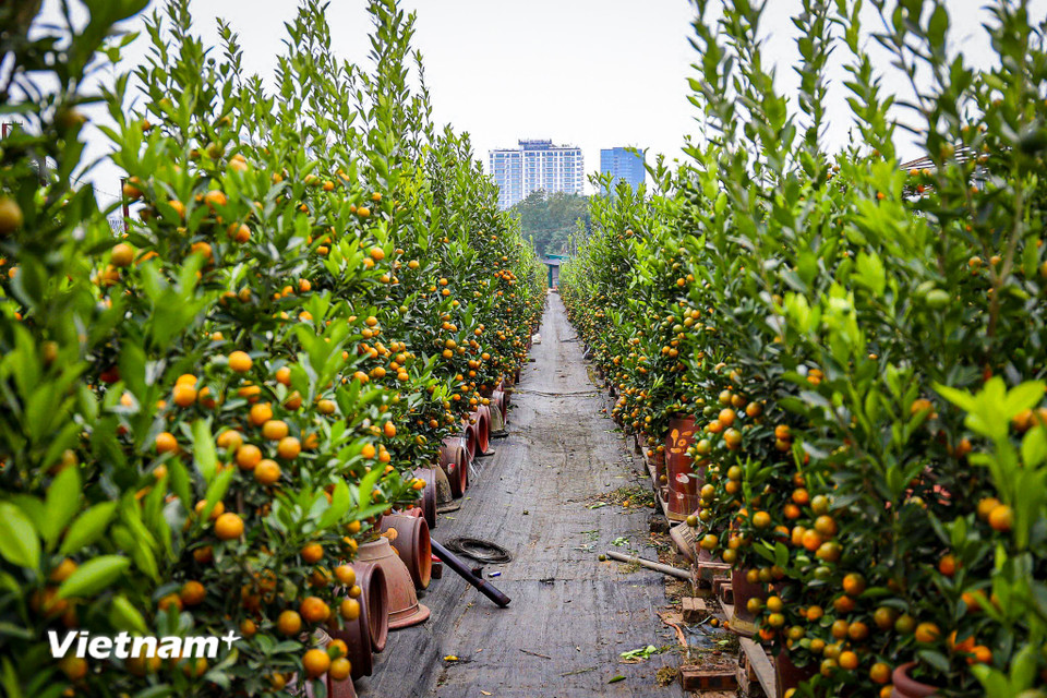Thị trường tiêu thụ quất gỗ lũa chủ yếu hướng đến các doanh nghiệp, khách sạn, nhà hàng hoặc những gia đình có không gian rộng, yêu thích cây cảnh cao cấp. (Ảnh: Hoài Nam/Vietnam+)