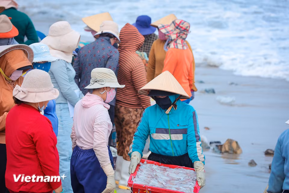 Khi bình minh còn chưa kịp nhuộm hồng chân sóng, bãi cá Vĩnh Tân đã nhộn nhịp người mua bán. (Ảnh: Hoài Nam/Vietnam+)