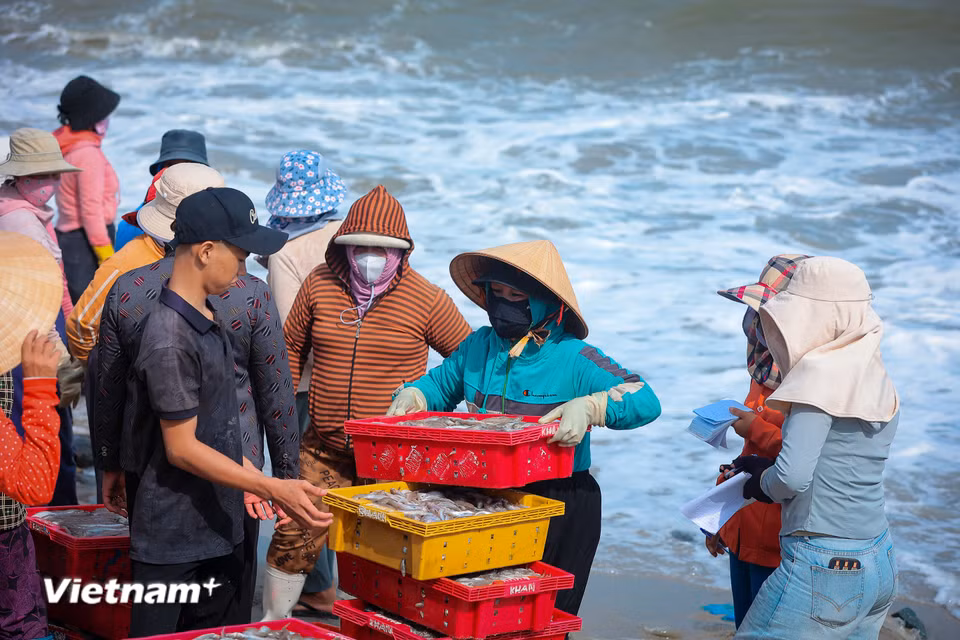 Không có sự chen chúc hay to tiếng, khung cảnh giao thương ở bãi cá Vĩnh Tân mang đậm nét chân chất của người miền Trung. (Ảnh: Hoài Nam/Vietnam+)