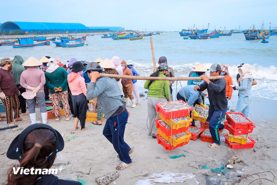 Những khoang thuyền đầy ắp lộc biển được trút ra các thúng tròn, khay nhựa để phân loại và phân phối ngay tại bãi biển. (Ảnh: Hoài Nam/Vietnam+)