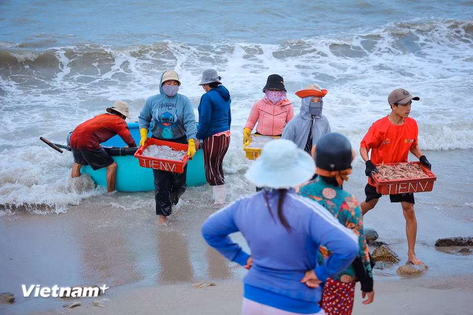 Cư dân địa phương từ lâu đời sống nhờ nghề đi biển, đánh bắt hải sản ven bờ cũng như xa bờ. (Ảnh: Hoài Nam/Vietnam+)