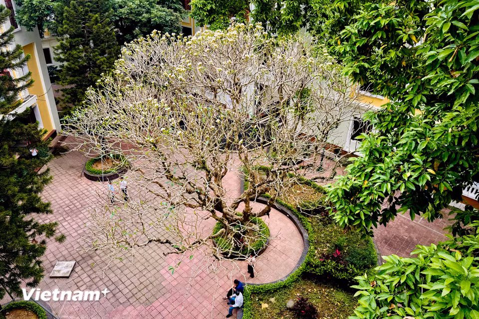 Hoa đại (hoa champa, hoa sứ) có nguồn gốc từ châu Mỹ. (Ảnh: Trần Hương Sơn/Vietnam+)