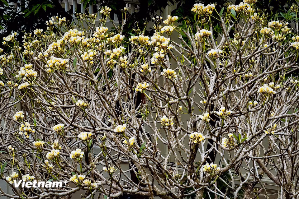 Hoa champa hội tụ đầy đủ ý nghĩa triết học nhân sinh, đại diện cho tính cách đôn hậu, hiền hòa, chân thành và niềm vui trong cuộc sống. (Ảnh: Trần Hương Sơn/Vietnam+)