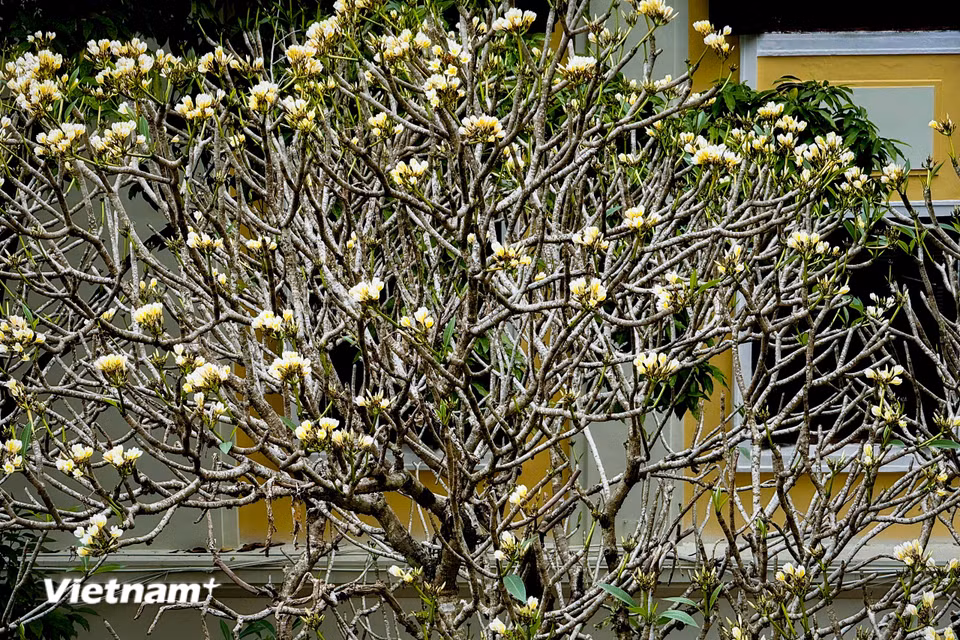 Hoa đại có 3 màu chính: cánh trắng tâm vàng; cánh đỏ hồng tâm đỏ hồng; cánh đỏ đậm tâm đỏ đậm. (Ảnh: Trần Hương Sơn/Vietnam+)