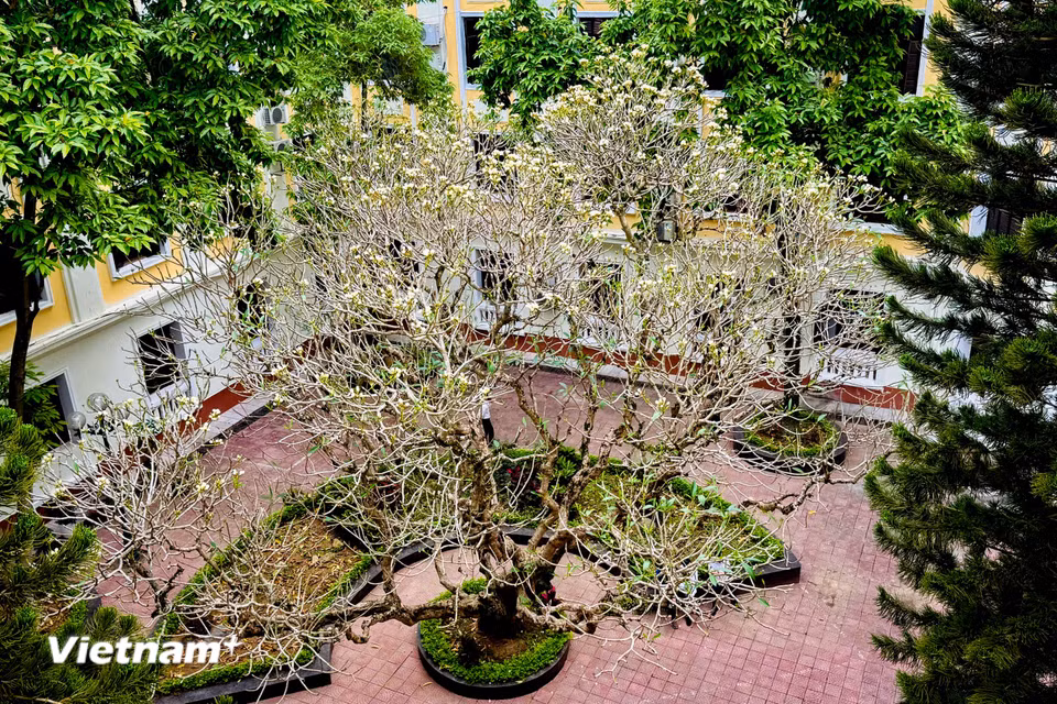 Cây hoa đại tương đối nhỏ chỉ cao khoảng 5-6m. (Ảnh: Trần Hương Sơn/Vietnam+)
