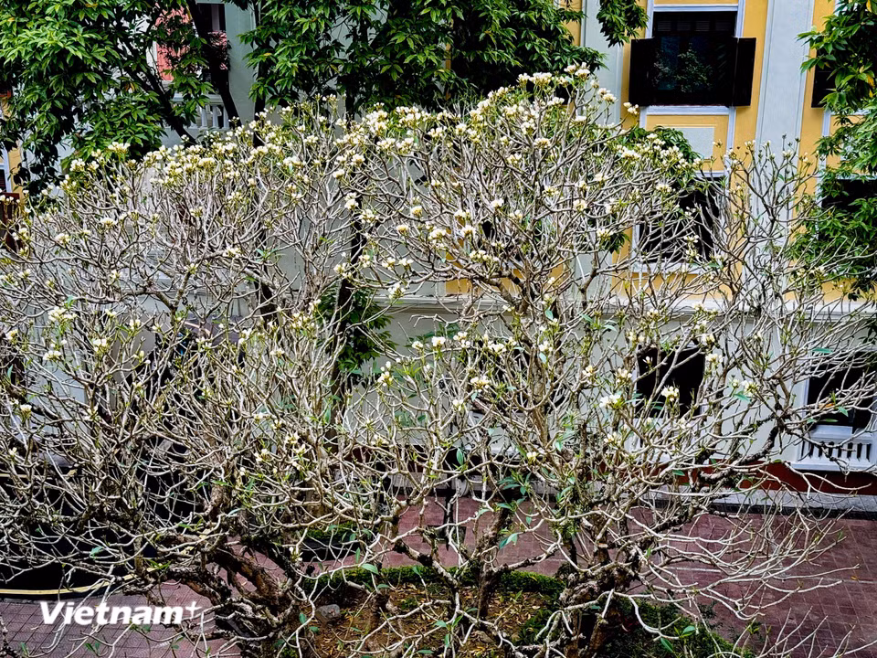 Hoa xuất hiện từ tháng 12 đến tháng 4 và thậm chí lâu hơn ở những vùng có khí hậu ấm hơn. (Ảnh: Trần Hương Sơn/Vietnam+)