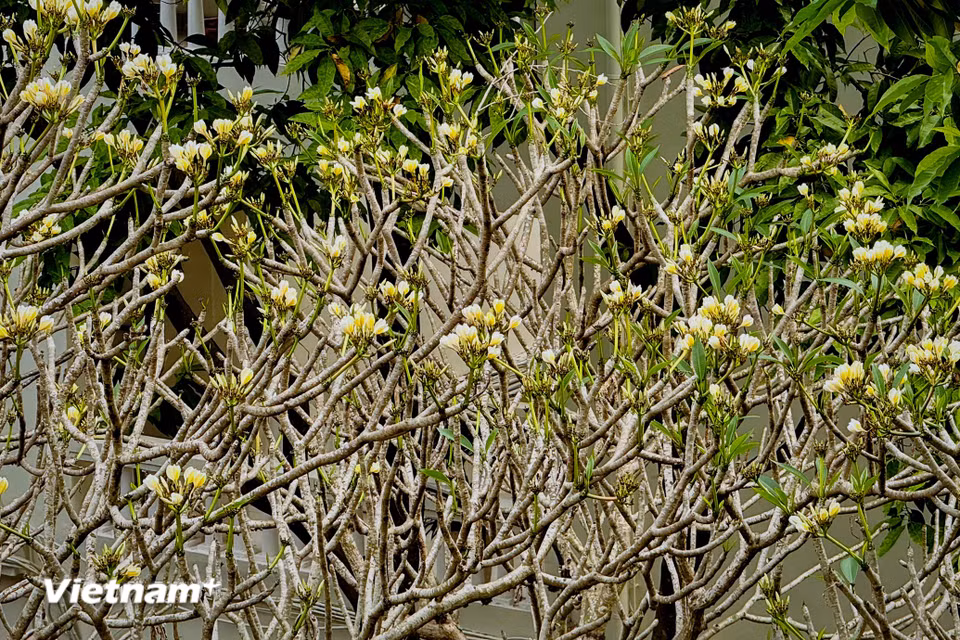 Các cánh hoa có dạng sáp với phần giữa của bông hoa có màu khác với phần còn lại. (Ảnh: Trần Hương Sơn/Vietnam+)