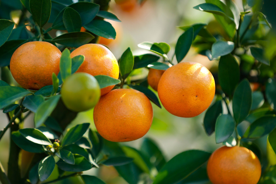 Các gốc quất Tứ Liên tại đây đều được chuyển vào bình và tạo thế trong thời gian dài đến nay đã sẵn sàng 'đón Tết.' (Ảnh: Hoài Nam/Vietnam+)