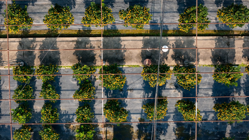 Đến với làng quất Tứ Liên những ngày này, người dân đang tất bật cắt tỉa, chăm sóc cây, chuẩn bị cho mùa vụ quan trọng nhất năm. (Ảnh: Hoài Nam/Vietnam+)