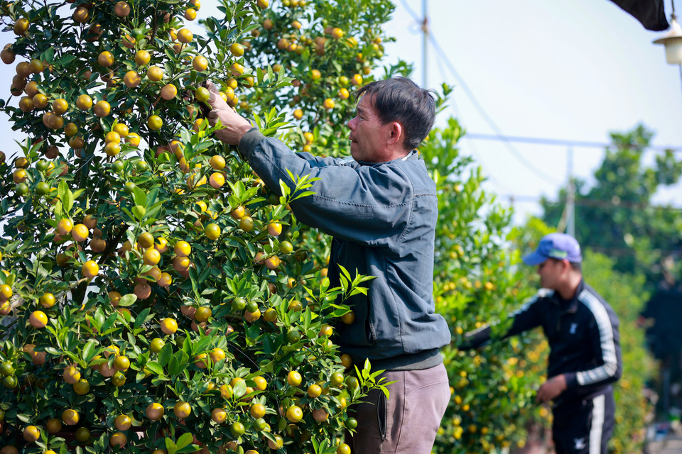 Người dân tất bật 'tỉa tót' hình dáng đẹp để chuẩn bị phục vụ nhu cầu chơi Tết của người dân. (Ảnh: Hoài Nam/Vietnam+)