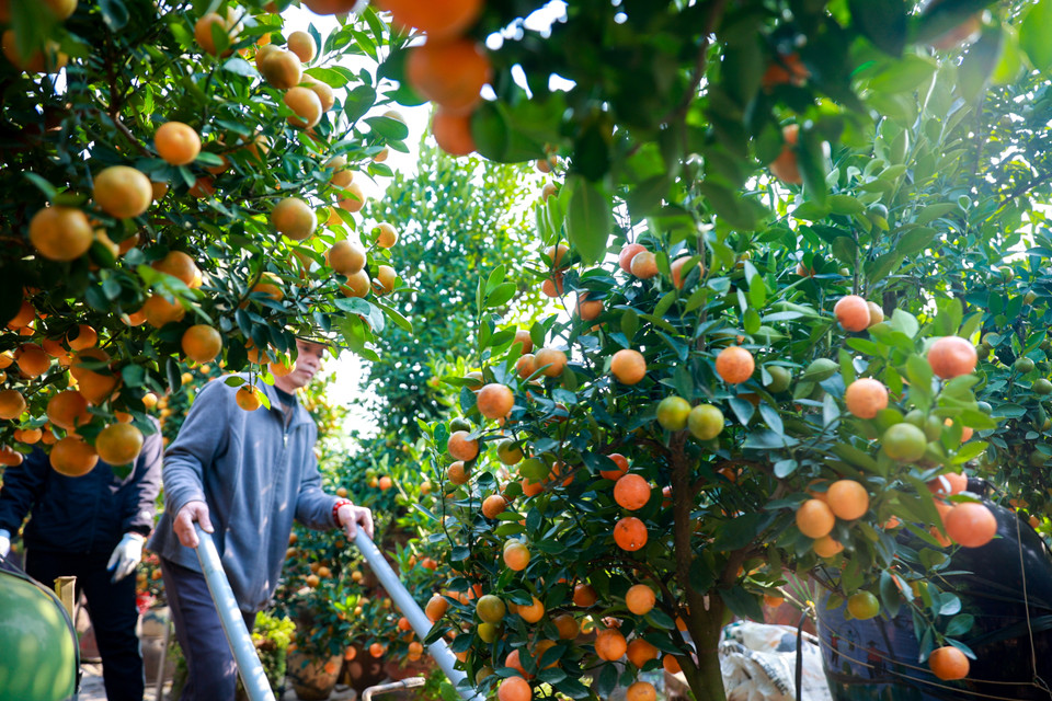 Người dân tại Tứ Liên cho biết năm nay thời tiết thuận lợi nên mã cây và quả đều đẹp hơn mọi năm. Thời tiết như hiện tại là điều kiện lý tưởng để quất giữ được quả đều, mã đẹp, căng, sáng đến Tết. (Ảnh: Hoài Nam/Vietnam+)