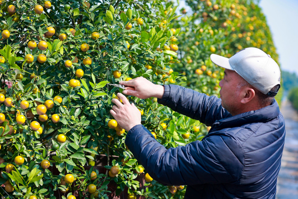 Anh Phan Duy Hưng, chủ một vườn quất cho biết năm nay may mắn không chịu thiệt hại từ các đợt thiên tai như năm 2024. Người làm vườn giữ được thái độ lạc quan về sức mua của người dân khi dịp Tết đang đến gần. (Ảnh: Hoài Nam/Vietnam+)