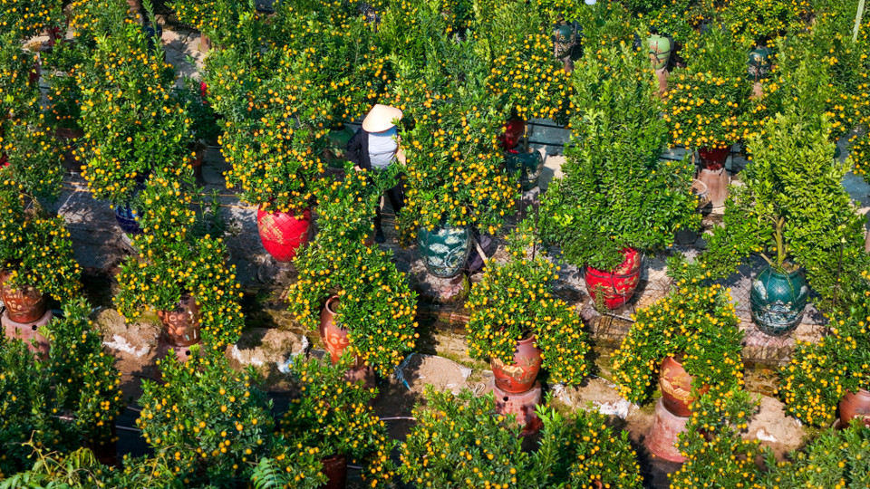 Làng Tứ Liên (Tây Hồ, Hà Nội) đã nổi tiếng với nghề trồng quất cảnh. Hiện tại, làng Tứ Liên có khoảng 450 hộ trồng quất với tổng diện tích lên tới 35 ha. (Ảnh: Hoài Nam/Vietnam+)