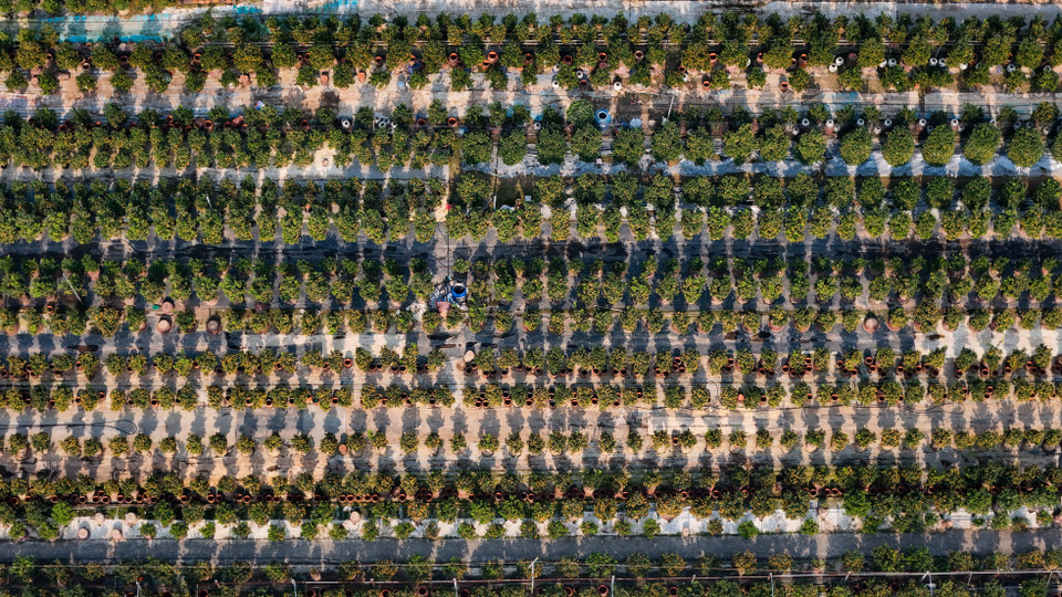 Từ đầu tháng 1 đến tháng 2 Dương lịch, người dân làng quất Tứ Liên (Tây Hồ, Hà Nội) tất bật chăm chút quất cảnh để sẵn sàng phục vụ Tết Nguyên đán 2026. (Ảnh: Hoài Nam/Vietnam+)