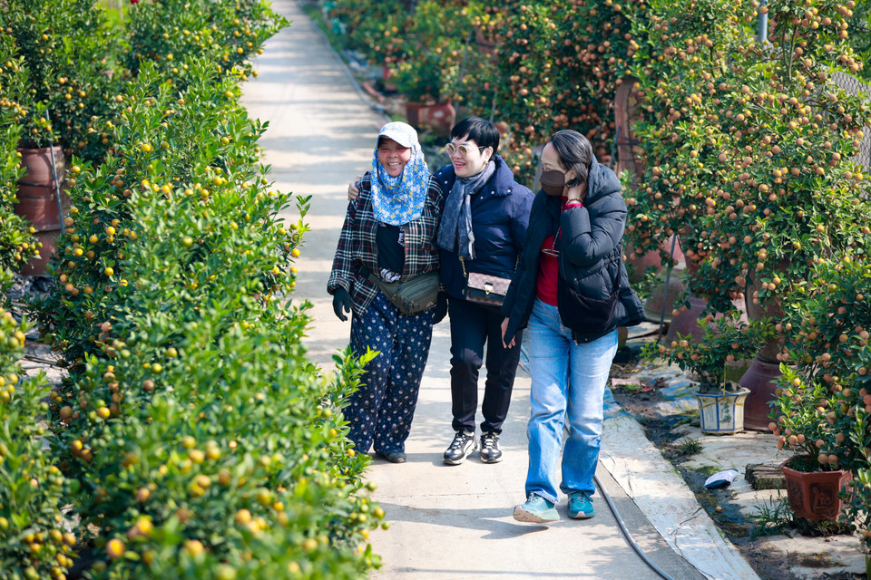 Cũng theo đánh giá của nhiều chủ vườn, thị trường quất đã bắt đầu nhộn nhịp. Nhiều khách hàng đã bắt đầu đi thăm các nhà vườn để khảo sát và "ướm" trước những cây đẹp hoặc những vị trí vườn mà họ thường xuyên nhập hàng hàng năm. (Ảnh: Hoài Nam/Vietnam+)