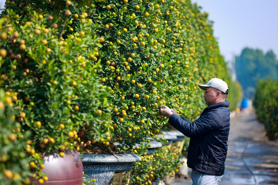 Anh Hưng chia sẻ dù khách mua buôn có phần 'dè dặt' do các quy định mới về việc sắp xếp khu vực bán hàng trên vỉa hè, nhưng lượng người đi tham khảo vườn vẫn rất đông đảo từ tháng 12 tới nay. (Ảnh: Hoài Nam/Vietnam+)