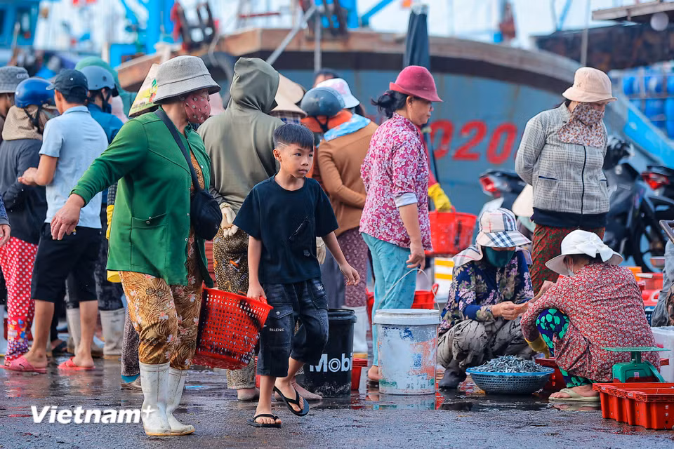 Nếu ai đó muốn cảm nhận trọn vẹn sự giàu có của biển miền Trung và sự cần cù của những người con xứ biển, cảng cá Mỹ Tân chính là điểm đến lý tưởng nhất. (Ảnh: Hoài Nam/Vietnam+)