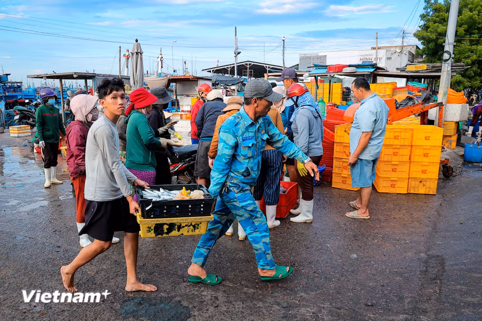 Đây cũng là nơi thu mua, phân phối thủy hải sản lớn, kết nối trực tiếp ngư dân với các thị trường tiêu thụ tại Thành phố Hồ Chí Minh, Lâm Đồng và các tỉnh lân cận. (Ảnh: Hoài Nam/Vietnam+)
