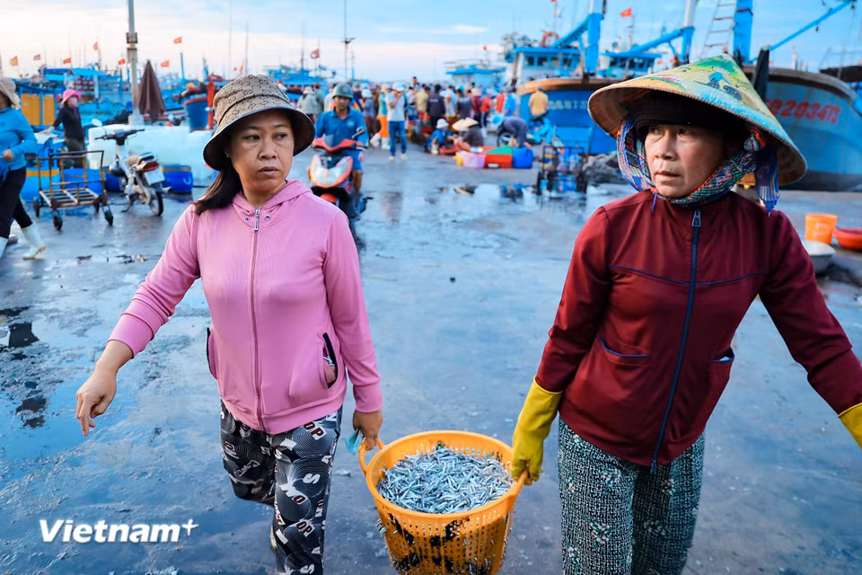Đến cảng cá Mỹ Tân, bạn không chỉ cảm nhận được sự bình dị mà còn thấy được sức sống mãnh liệt của một làng chài ven biển. (Ảnh: Hoài Nam/Vietnam+)