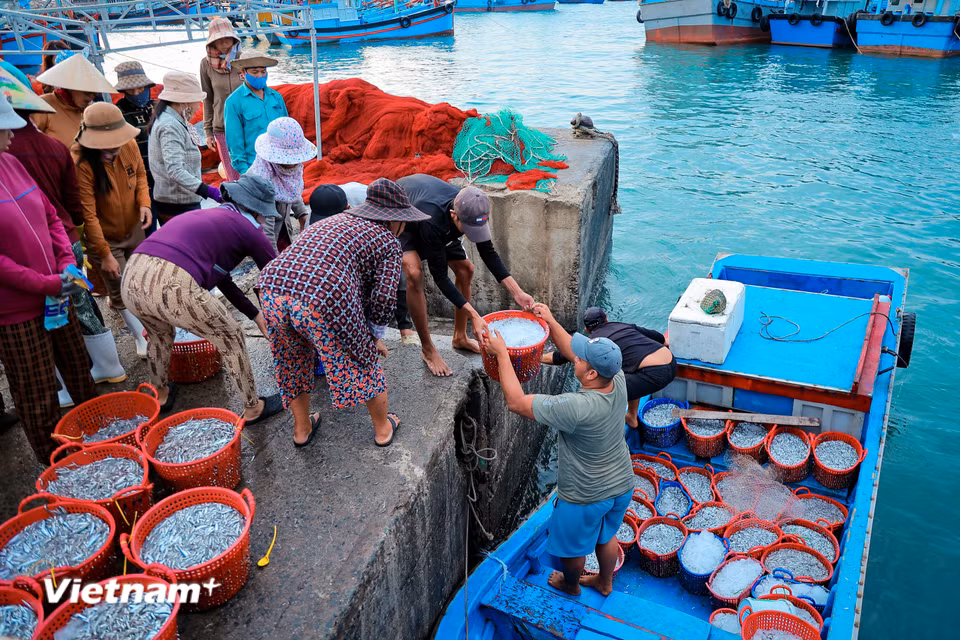 . Từng khoang thuyền mở ra, mang theo "lộc biển" tươi rói. (Ảnh: Hoài Nam/Vietnam+)