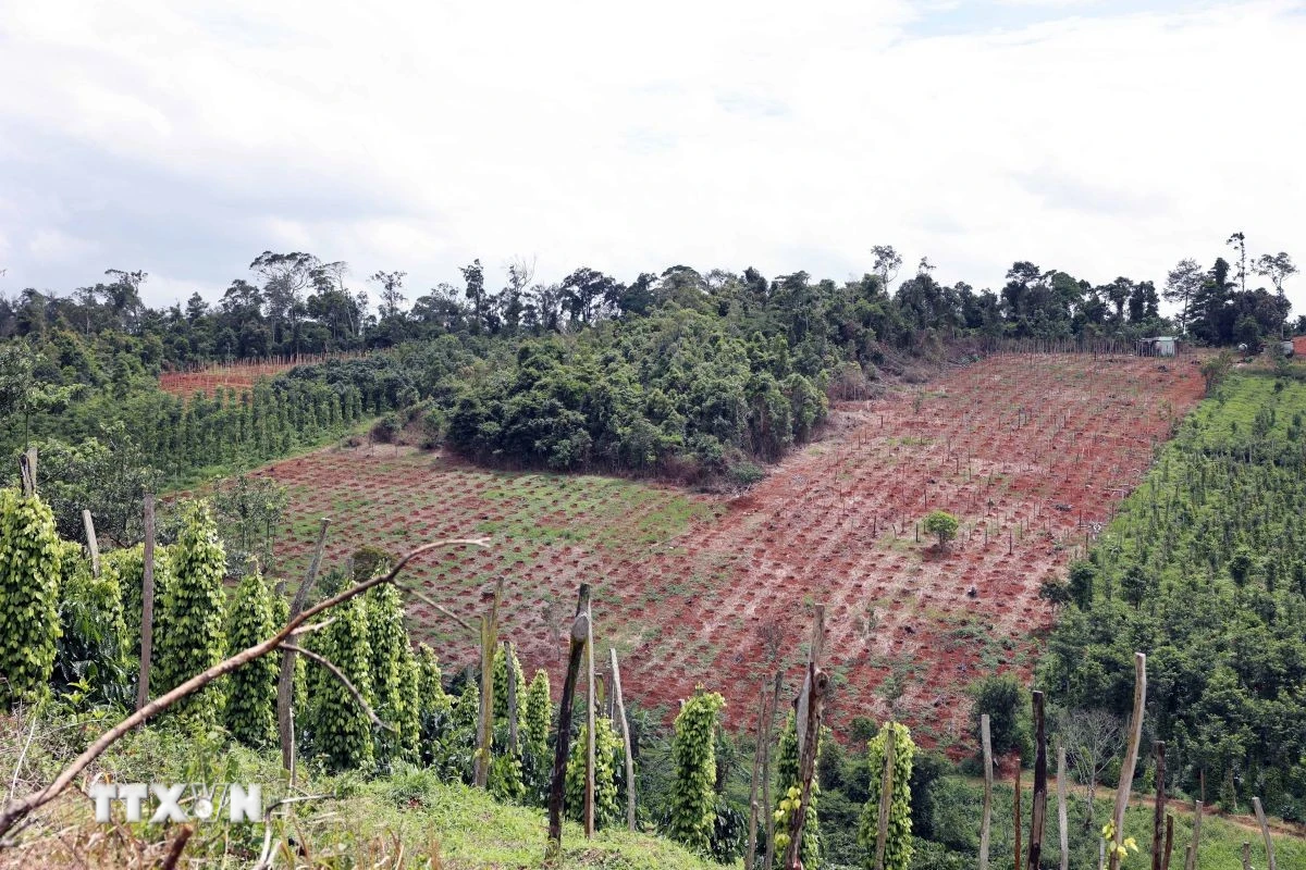 Lâm Đồng lấn chiếm hơn 1.800 ha đất lâm nghiệp