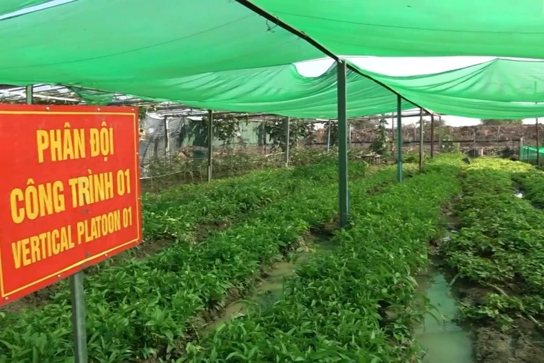 Bộ đội Việt Nam biến đất khô cằn ở châu Phi thành vườn rau xanh