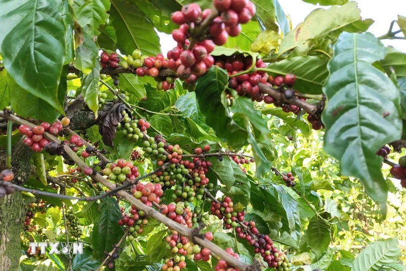 Diện tích canh tác càphê thông minh tại Gia Lai cho năng suất, chất lượng cao. (Ảnh: Hồng Điệp/TTXVN)