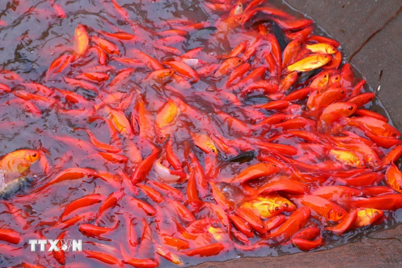 Năm nay thời tiết thuận lợi, cá phát triển tốt. (Ảnh: Công Luật/TTXVN)