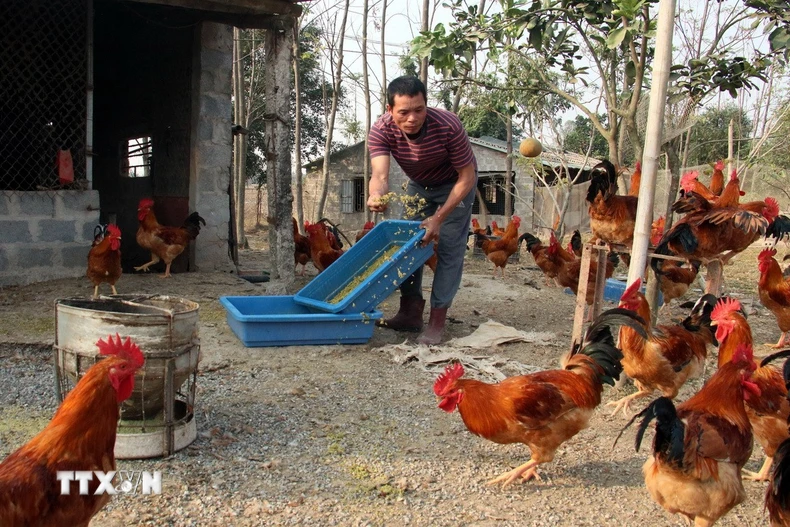 Người dân sử dụng thức ăn có phối trộn đế đông trùng hạ thảo, dược liệu bổ sung dinh dưỡng cho gà ăn. (Ảnh: Nguyễn Lành/TTXVN)