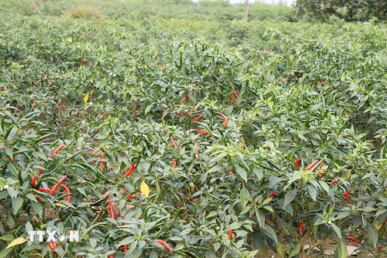 Tỉnh Quảng Ngãi có hơn 2.000ha đất được nông dân trồng ớt. (Ảnh: Phạm Cường/TTXVN)