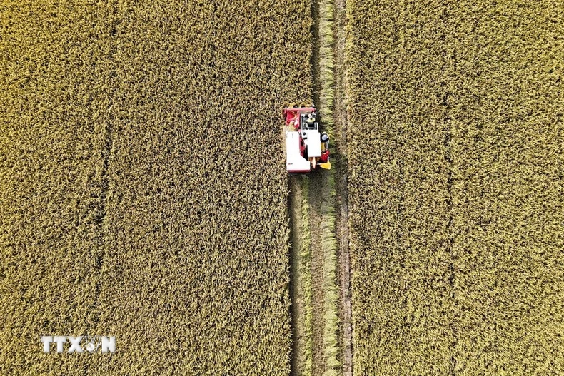 Sản xuất lúa chất lượng cao ứng dụng cơ giới hóa tại vùng chuyên canh lúa của tỉnh An Giang. (Ảnh: Thanh Sang/TTXVN)