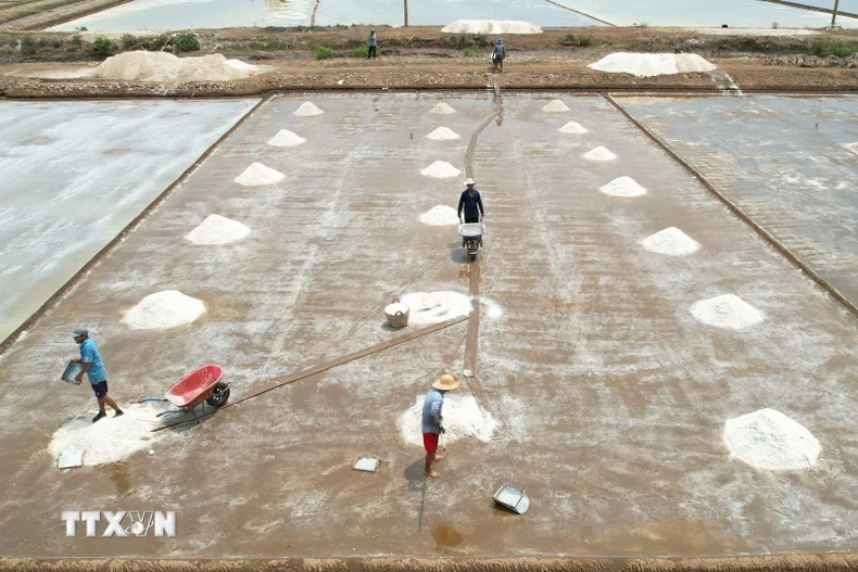 Giá muối sụt giảm từ 1500 đồng/kg đầu vụ xuống còn 1200 đồng/kg, điều này khiến cho diêm dân lo lắng. (Ảnh: TTXVN phát)