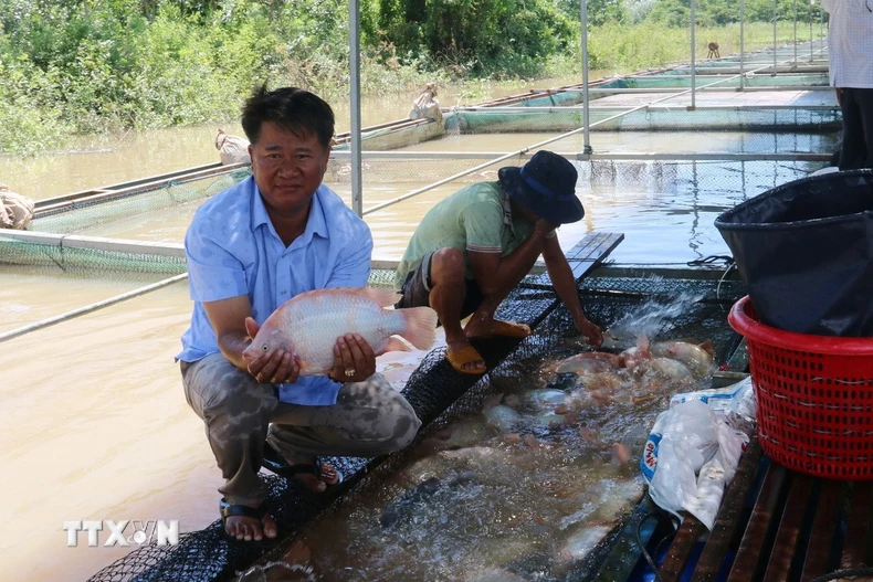 Nhờ ứng dụng công nghệ trong chăn nuôi nên gia đình ông Nguyễn Ngọc Thanh (xã Phú Hòa, tỉnh Đồng Nai) ổn định lượng cá nuôi quanh năm cung cấp ra thị trường. (Ảnh: Lê Xuân/TTXVN)