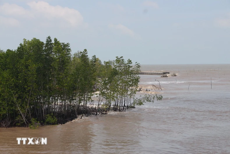 Đoạn rừng phòng hộ ven biển trên địa bàn xã Đất Mũi (tỉnh Cà Mau) bị sóng tác động mạnh. (Ảnh: Chanh Đa/TTXVN)