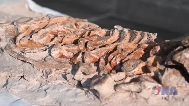 Peru công bố hóa thạch cá heo tiền sử, niên đại từ 8 đến 12 triệu năm trước