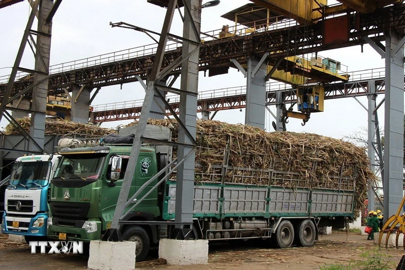 Nhà máy đường KCP (huyện Sơn Hòa, tỉnh Phú Yên) thu mua mía nguyên liệu của người dân để chế biến. (Ảnh: Tường Quân/TTXVN)